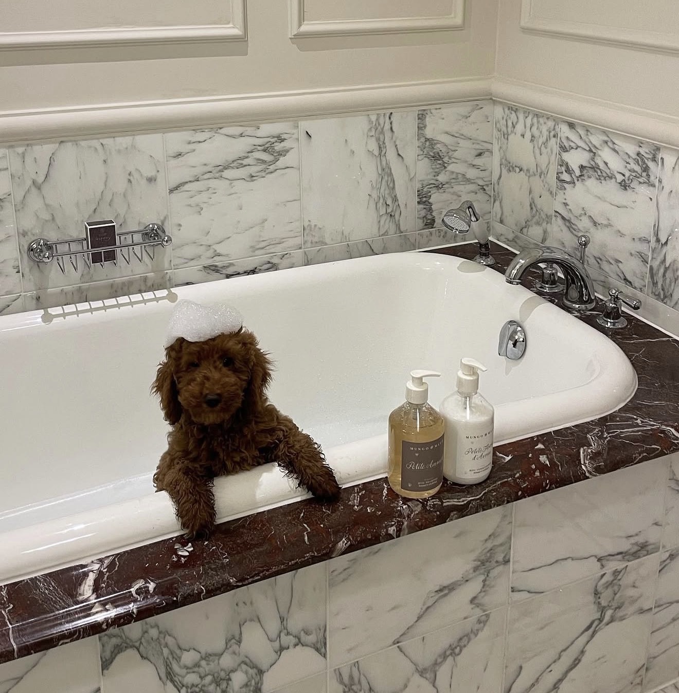 Curly brown poodle puppy sitting in a marble bathtub with bath foam on its head