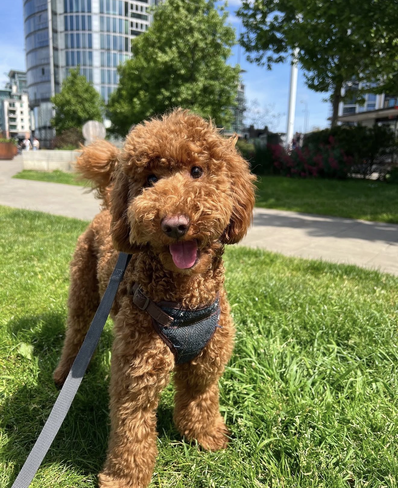 Curly apricot poodle standing happily on a sunny park lawn