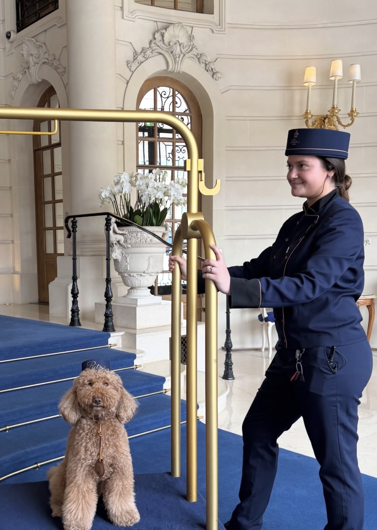 Curly poodle wearing a tiny navy bellhop hat sitting at the bottom of a grand hotel staircase