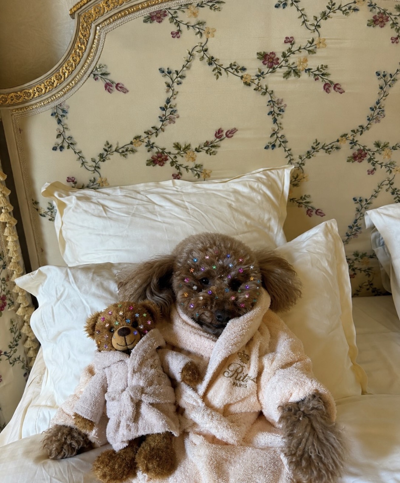 Poodle wearing a pink hotel bathrobe reclining in bed beside a teddy bear