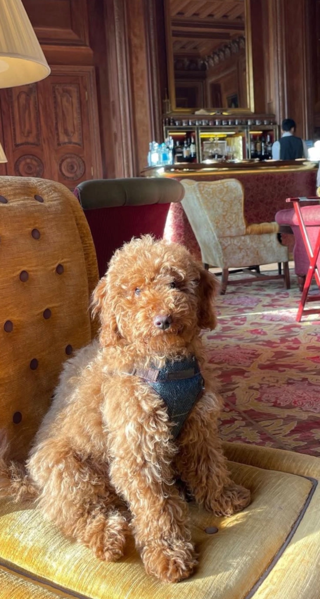Cannolli sitting on a mustard velvet armchair in a wood-panelled lounge